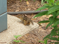 Chipmunk