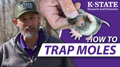 KSRE Wildlife Mole Trapping YouTube Thumbnail