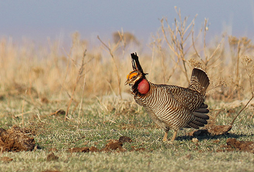 Lesser Prairie Chicken on a lek