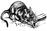 Woodrat
