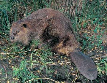 Beaver