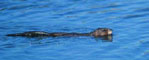 Beaver swimming