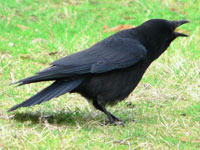 crow