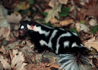 Eastern spotted skunk