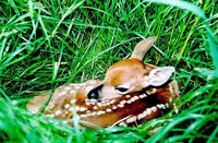 Fawn