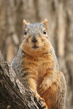 squirrel