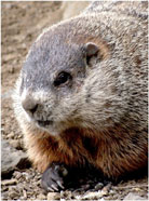 Ground hog