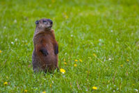 Ground hog