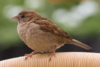 House sparrow