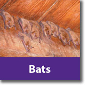 Bats Species Icon