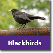 Blackbirds Species Icon