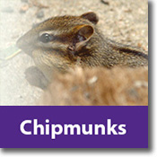 Chipmunks Species Icon