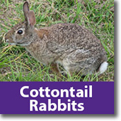 Cottontail Rabbits Species Icon