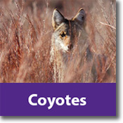 Coyotes Species Icon