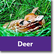 Deer Species Icon