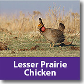 Lesser Prairie Chicken Species Icon