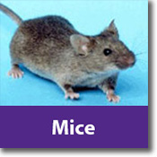 Mice Species Icon