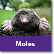 Moles Species Icon