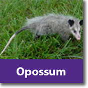 Opossum Species Icon