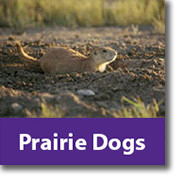 Prairie Dogs Species Icon