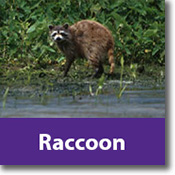 Raccoon Species Icon