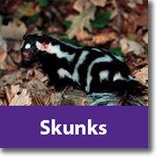 Skunks Species Icon