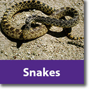 Snakes Species Icon