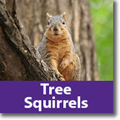 Tree Squirrels Species Icon