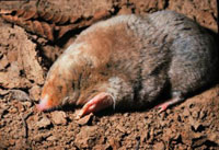 mole