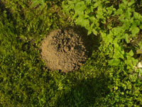 mole hill
