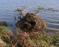 muskrat lodge