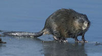 muskrat