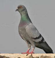 Pidgeon