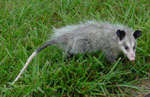 opossum