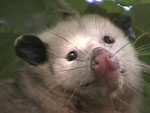 opossum