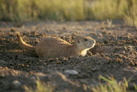 Prairie dog