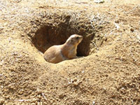 burrow