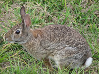 Cottontail rabbit