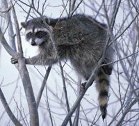 Raccoons