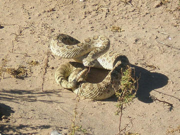 rattlesnake