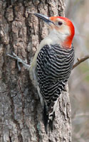 Red bellied woodpecker