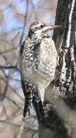 Sapsucker