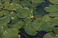 pond