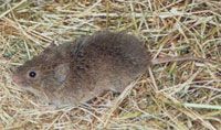 vole